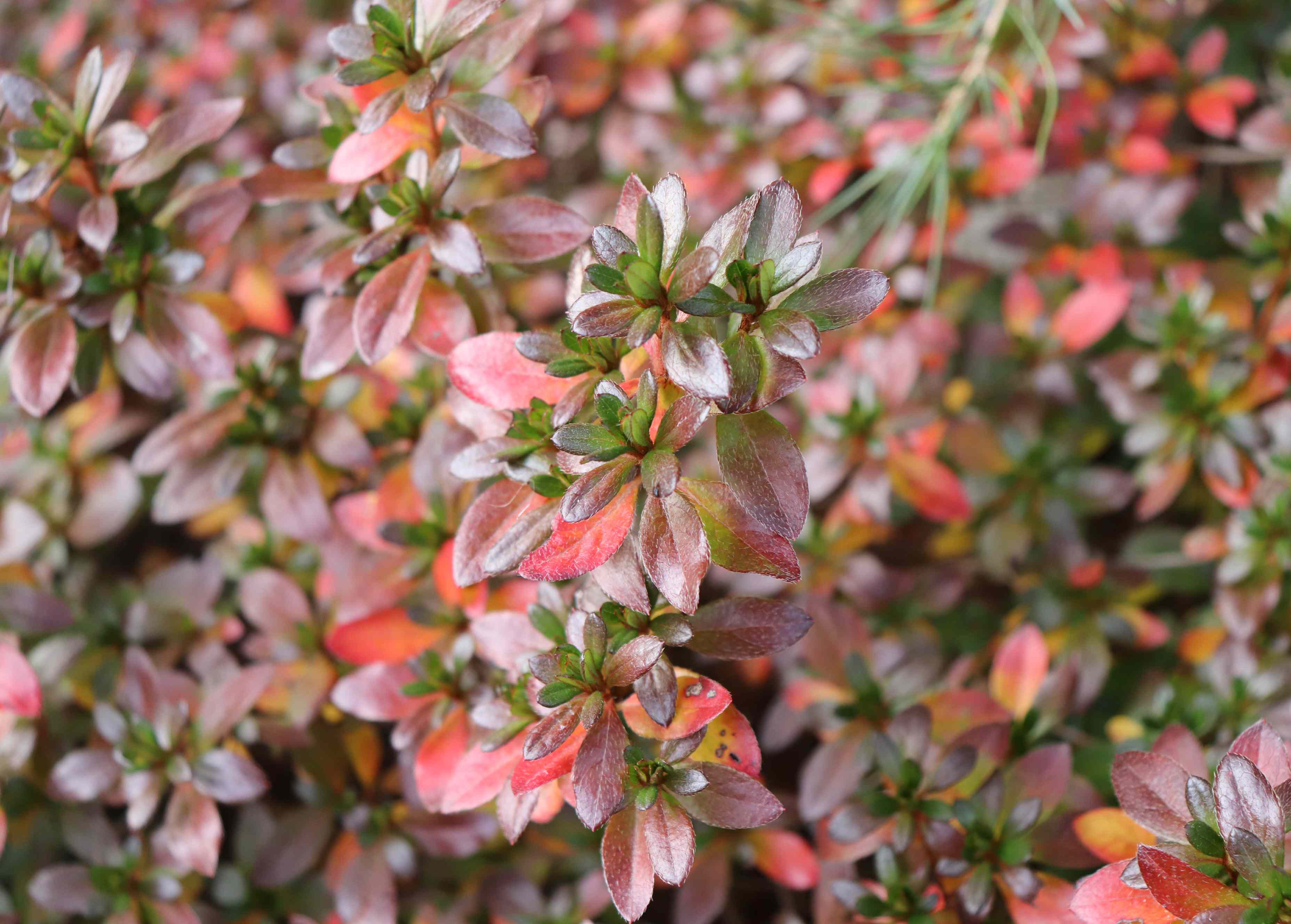 How to prune azaleas in fall for healthier spring blooms