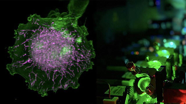Scientists use AI, 40,000 cell movies, and 'digital twins' to assess ...
