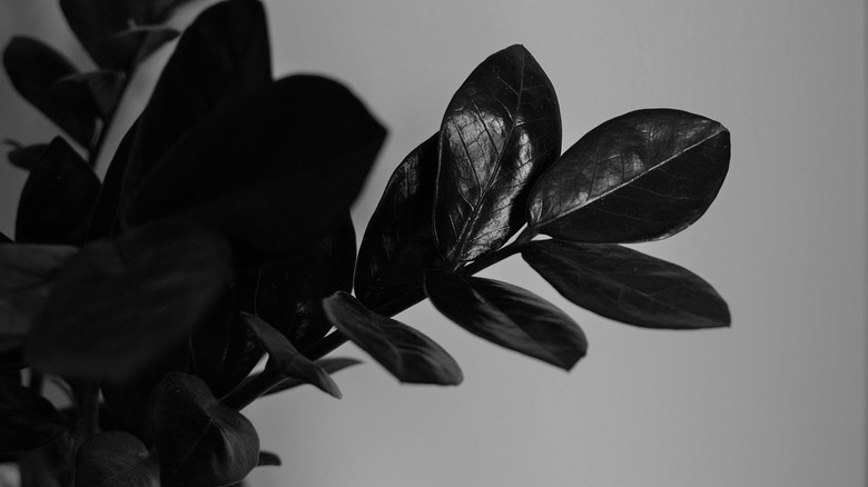 5 spooky plants that will look right at home with your Halloween decor
