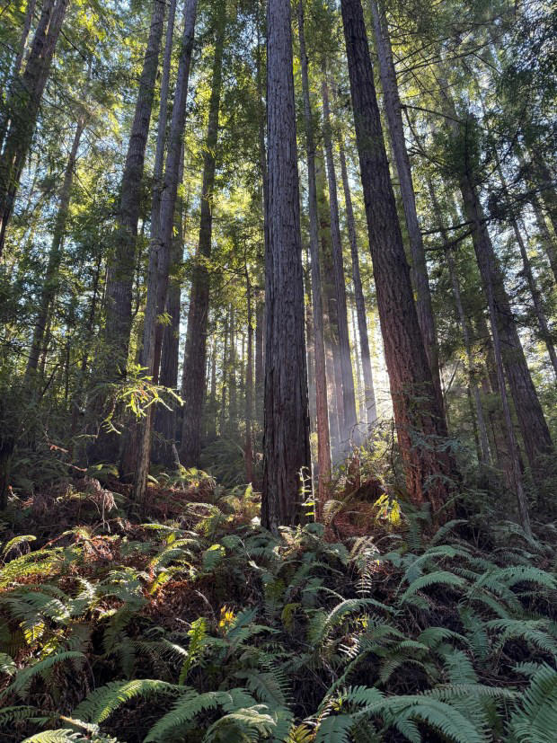 Newsom’s vetoes demonstration state forest reform