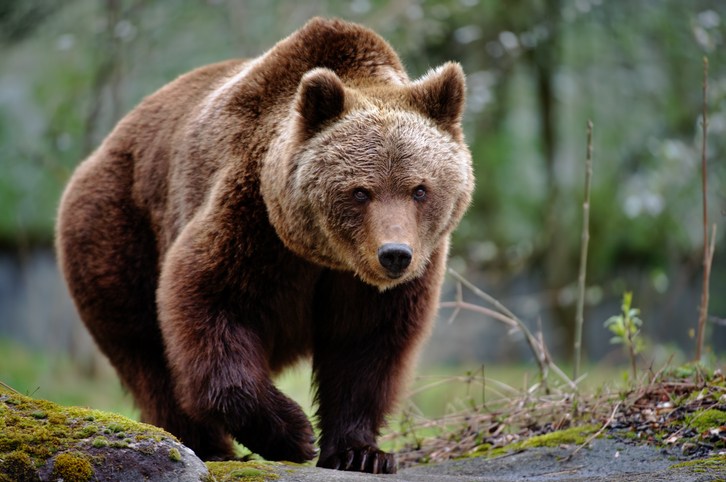 Vote for Fat Bear Week 2026
