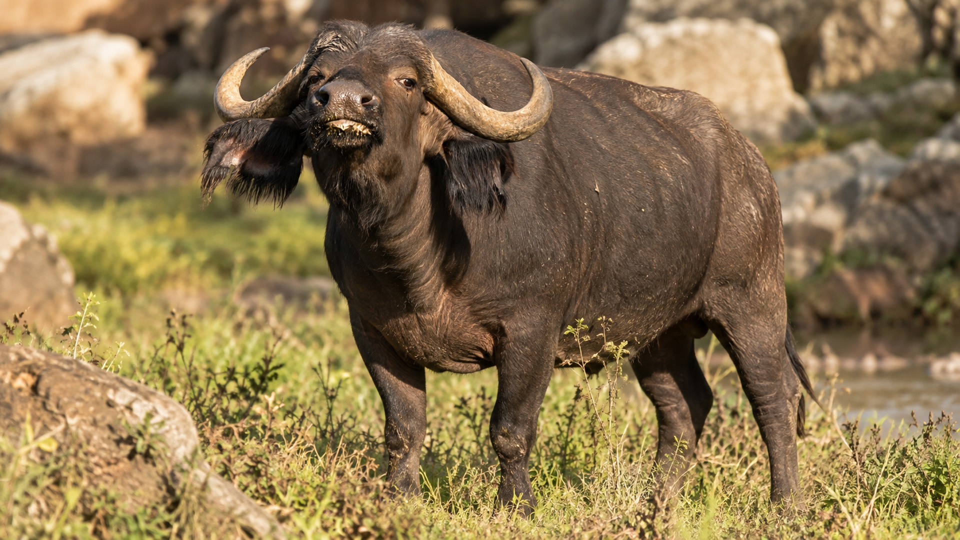 Wild buffalo faces the camera in a hidden camera encounter