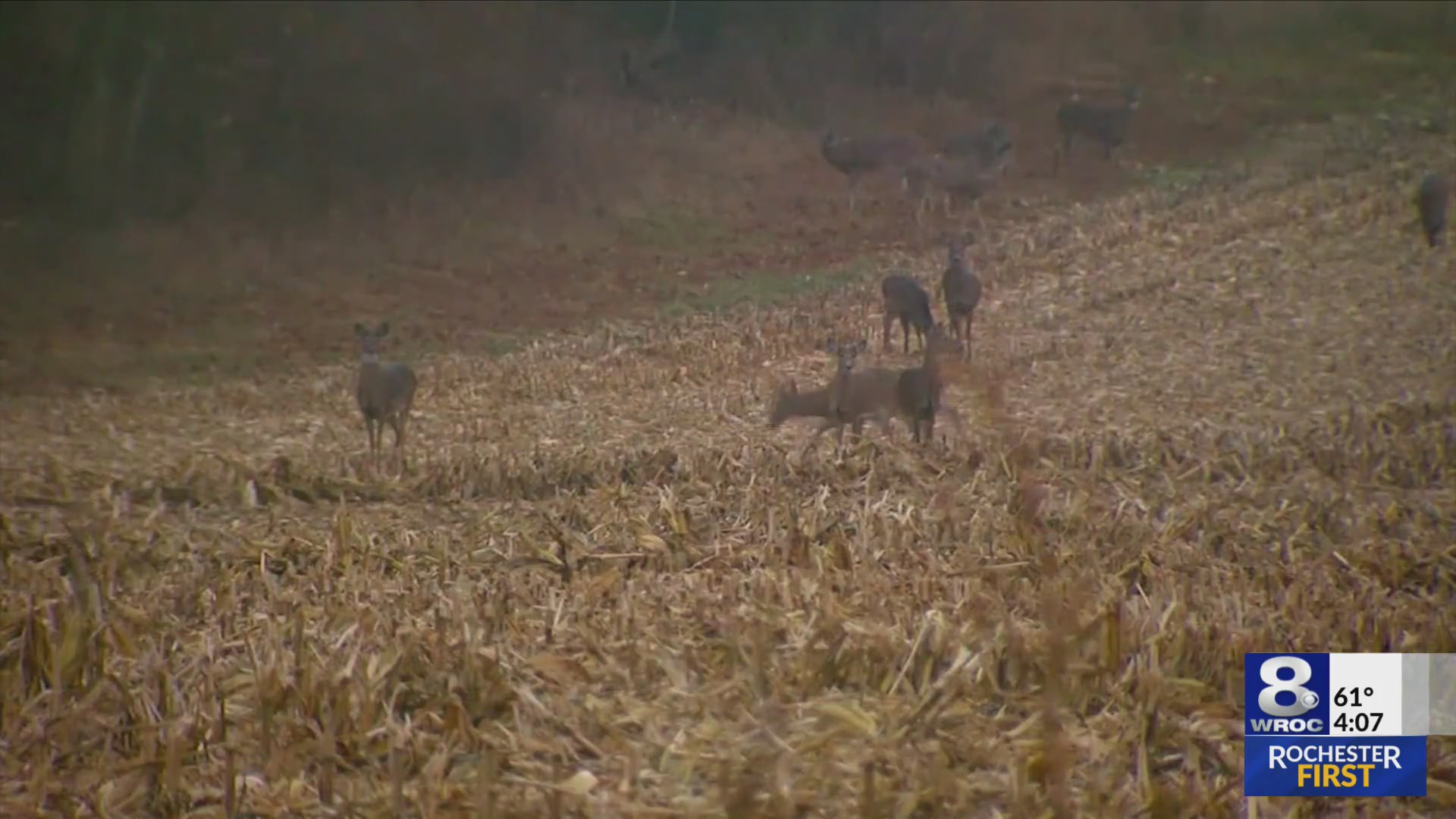 Deer collision safety: 'Don't swerve' and other tips from AAA
