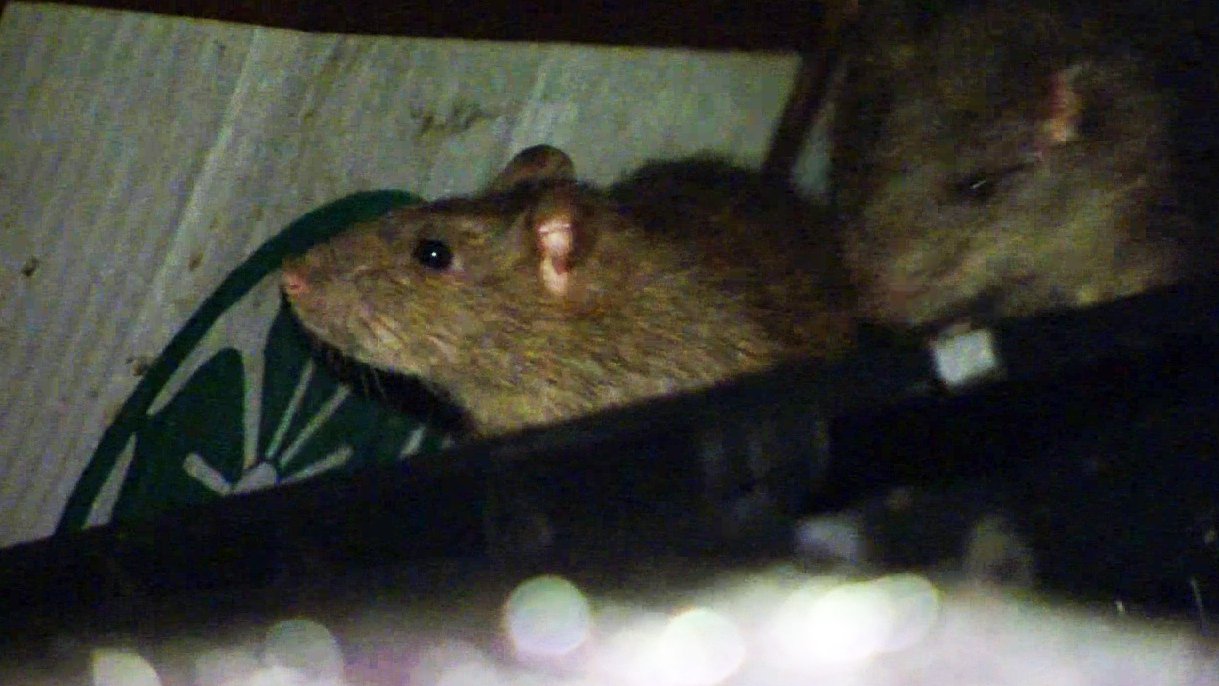 Flea-borne typhus rising in LA County with latest case reported in ...
