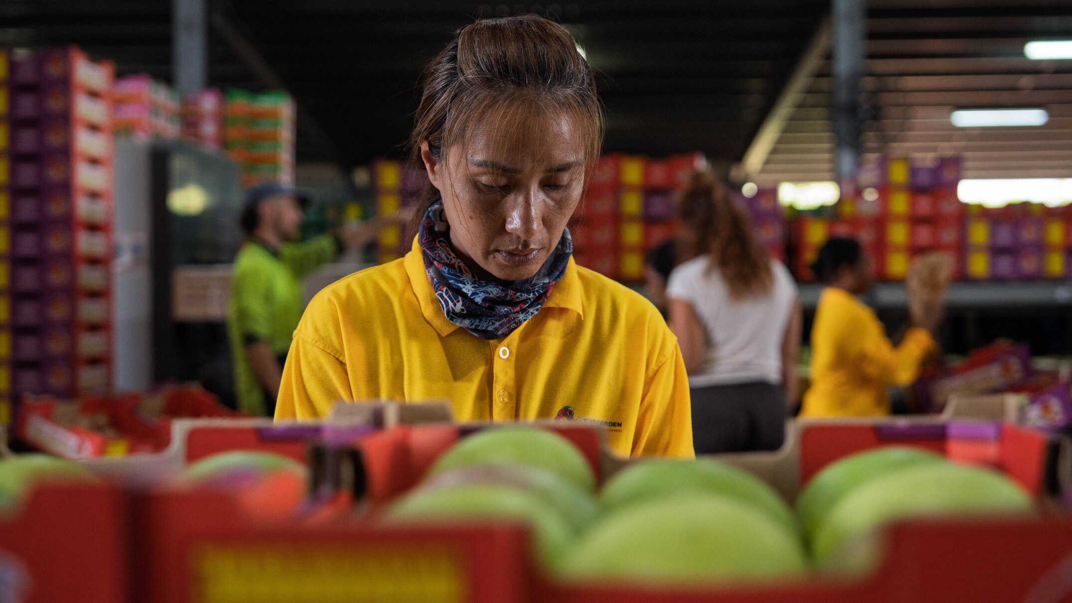 Mango farmers raise the alarm on government cuts to Australia's working ...