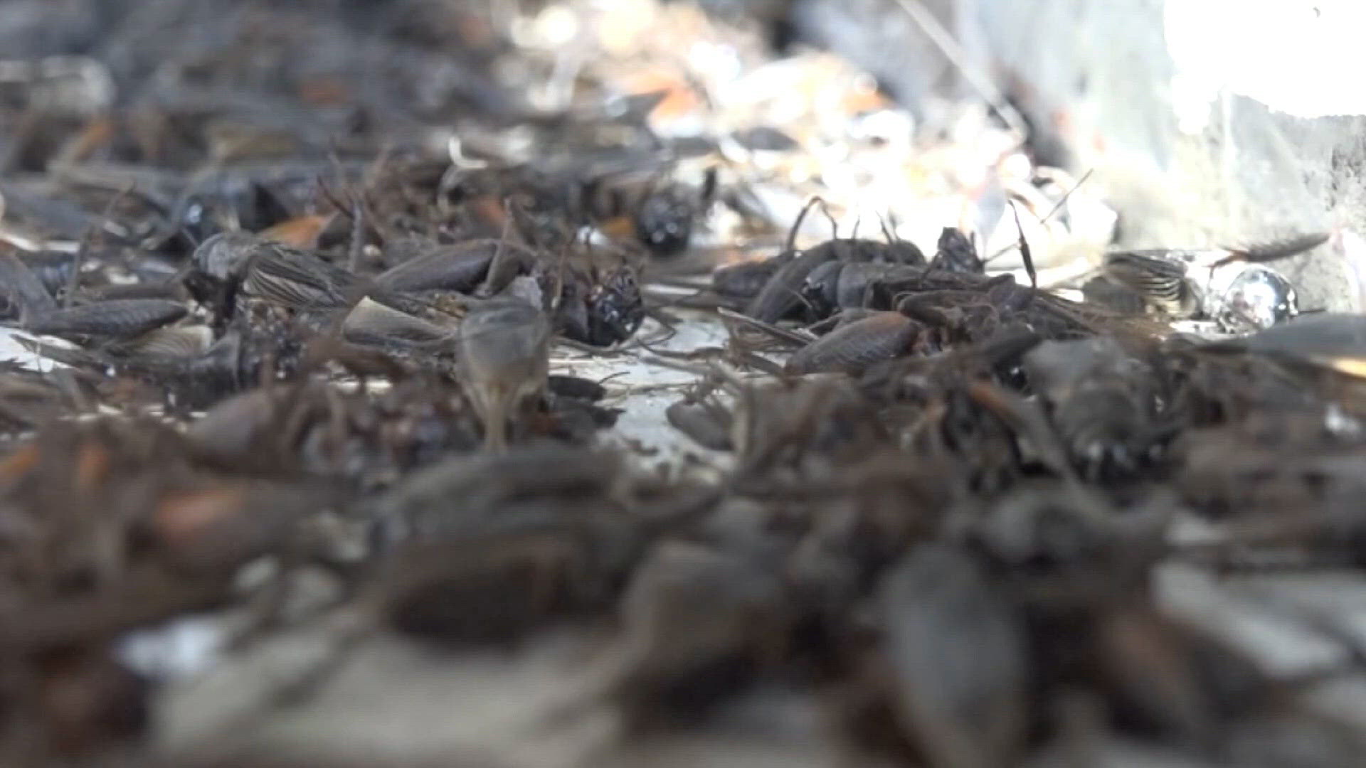 Cricket season returns to Central Texas