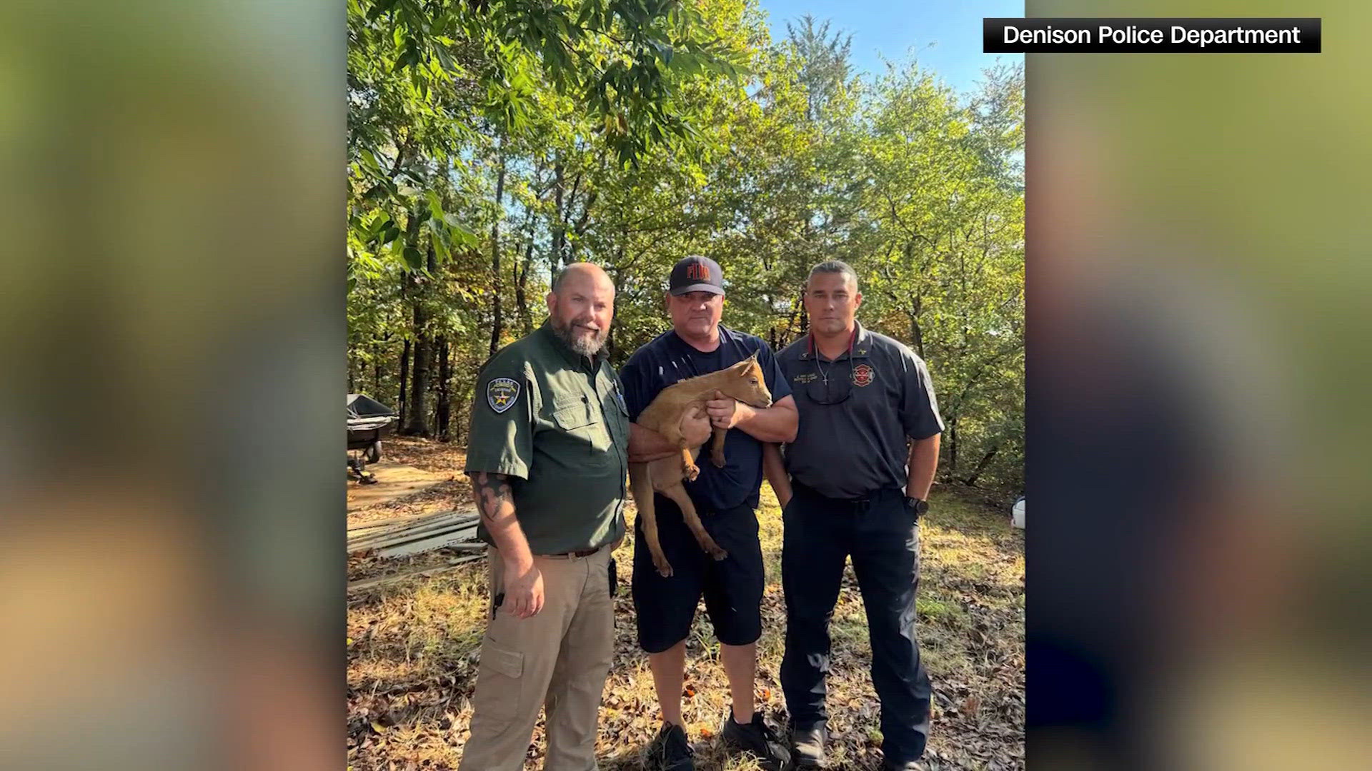 Baby goat rescued from a well in Denison