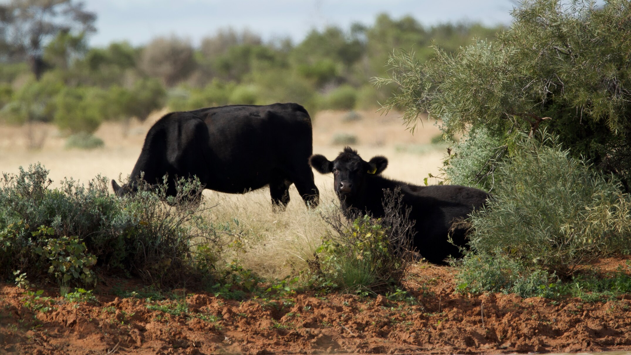 Police investigate disappearance of 200 cattle worth over half-a ...