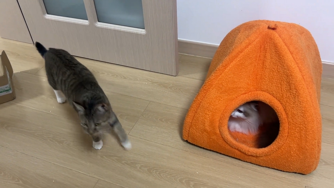Tabby cat surprised by ragdoll cat emerging from pet house