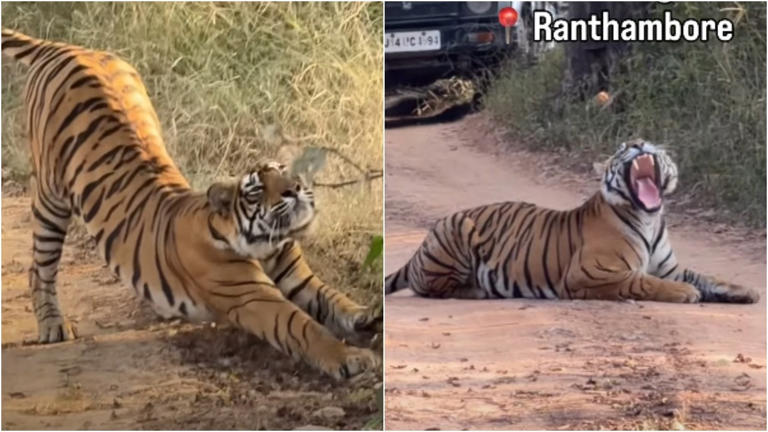30 jeeps, one sleepy tiger and a traffic jam nobody saw coming in ...