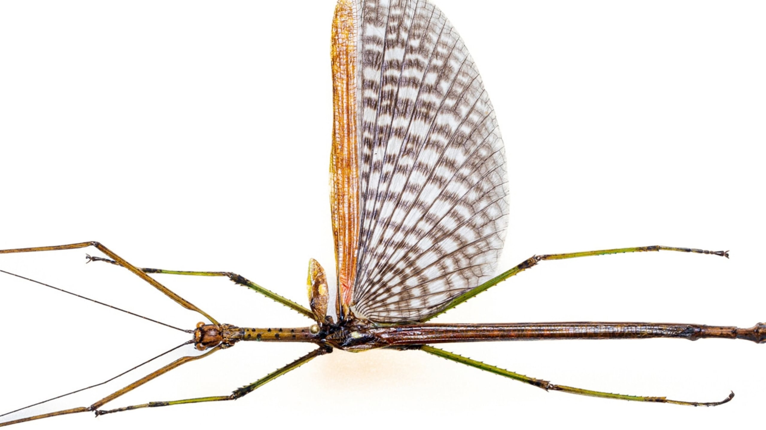 Two new large stick insect species found in Australia, including one ...