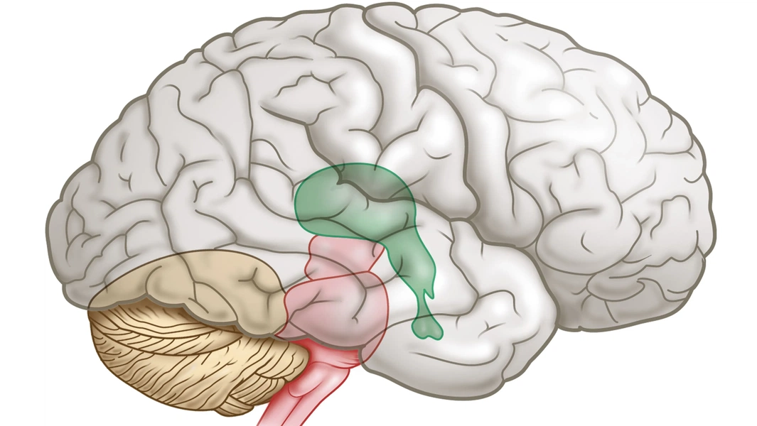 Human brain’s dual origins and functions