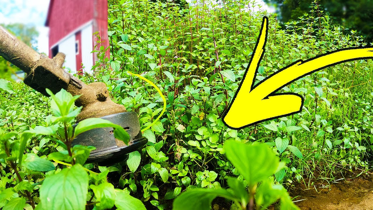 Cutting overgrown grass in creek full of snakes + never thought this ...