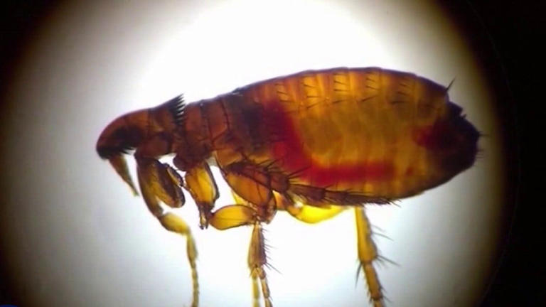 Flea-borne typhus outbreak under investigation in Wilshire Center after ...