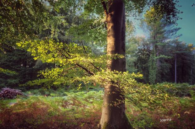 Enchanting photographs capture woodland glowing in autumn sunset