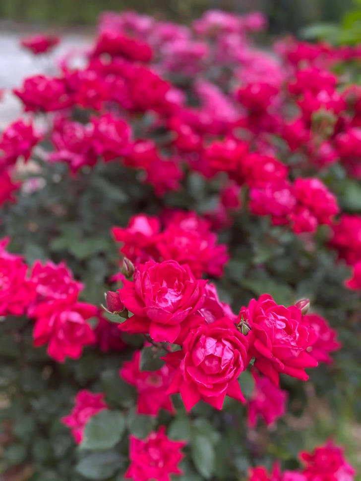 10 American neighbors whose odd gardening habits hid the kindest secret