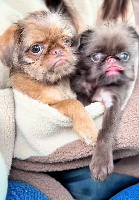 This cute puppy moment melts my heart