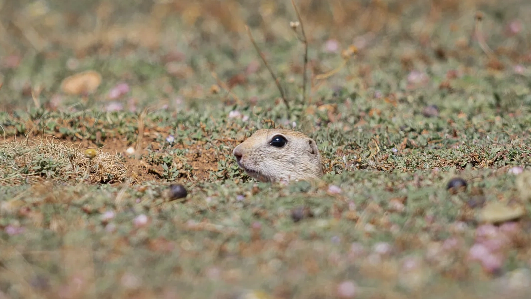 Rodents: Nature’s tiny architects shaping our world