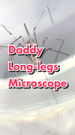 What does the world’s deadliest spider really look like?