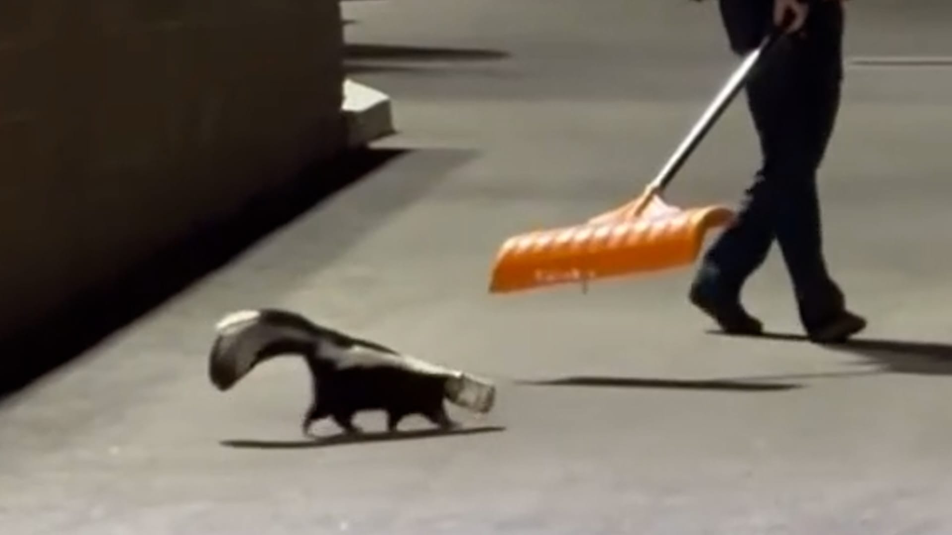 Police officer rescues skunk with jar stuck on its head in Nevada