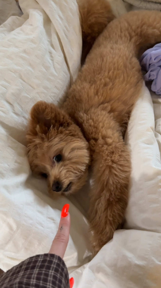 Sweet Pomapoo puppy brings comfort and happiness