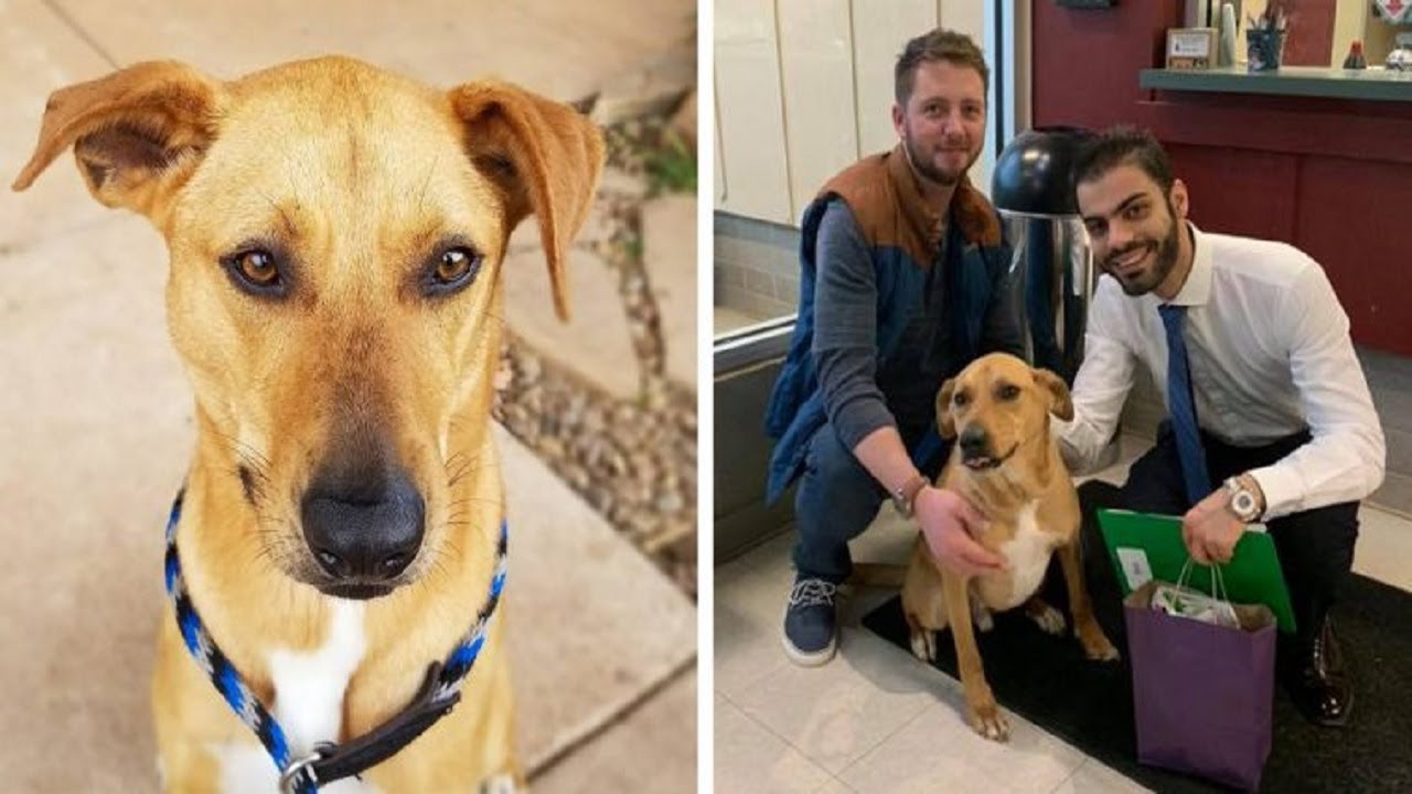 Dog brought back to shelter eight times finally finds a family, and ...