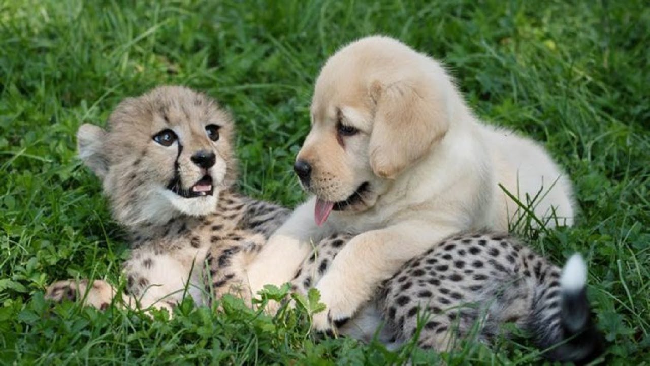 Zoo gives shy cheetahs their own emotional support dogs, and they ...