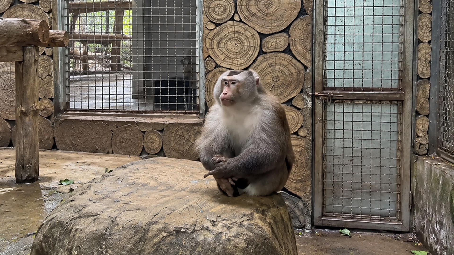 Monkey sits quietly on a rock inside the enclosure