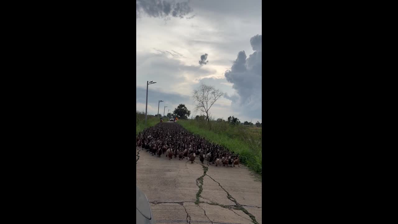Hundreds of ducks block roads as they move between fields