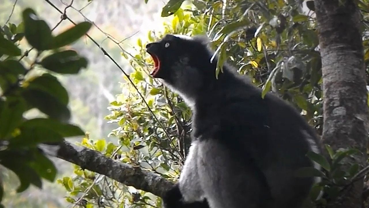Singing lemur and opera singers share the same secret to hitting high notes