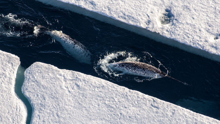 Drone footage caught a narwhal beating fish with its 10-foot tooth then ...
