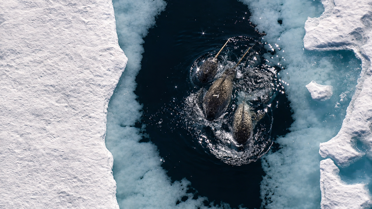 Drone footage caught a narwhal beating fish with its 10-foot tooth then ...