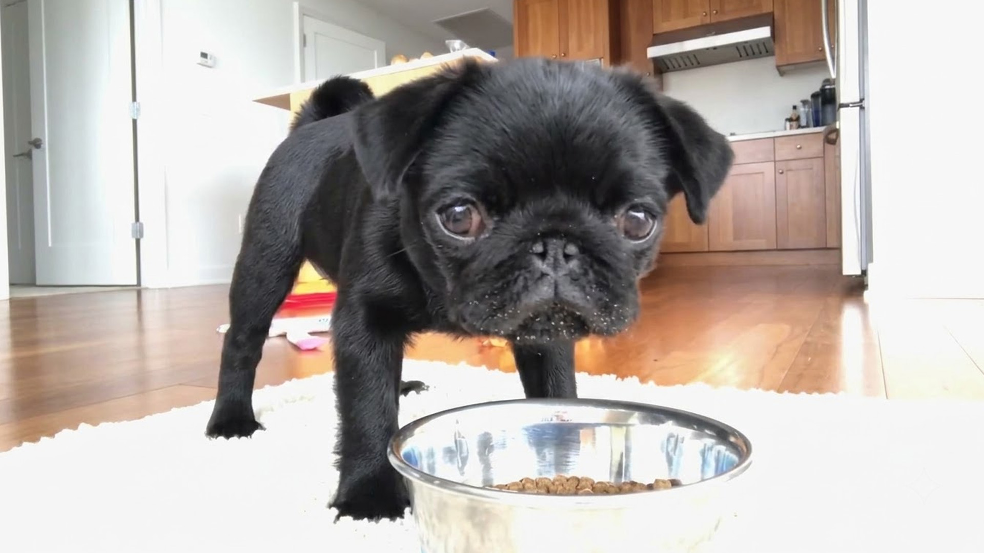 Tiny pug gets caught right after snack time