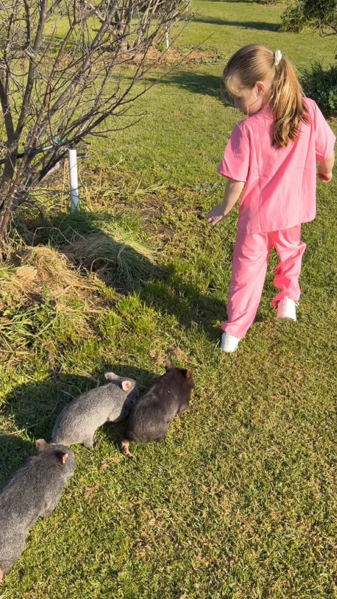 A curious group of wombats exploring together