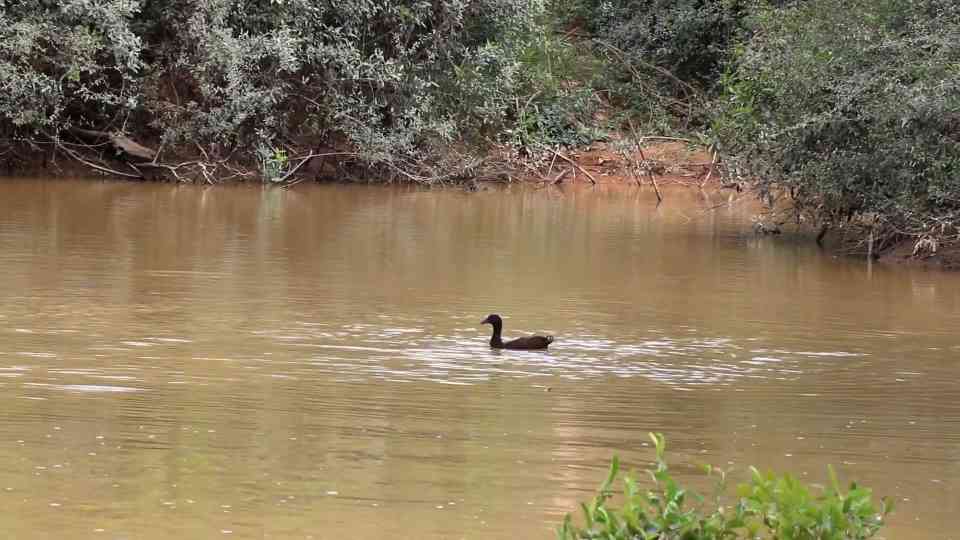 They caught a wild duck by hand in the forest