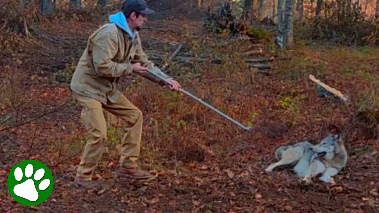 Brave man risks a bite to free a trapped wolf
