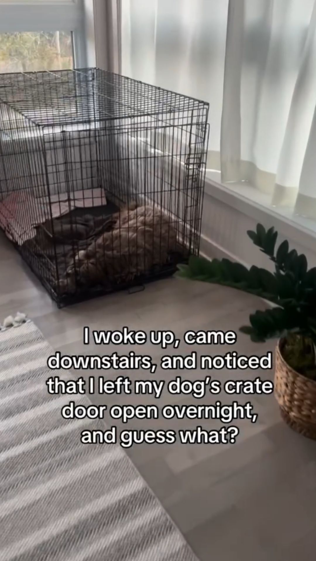 Crate training tips that help dogs feel safe and secure