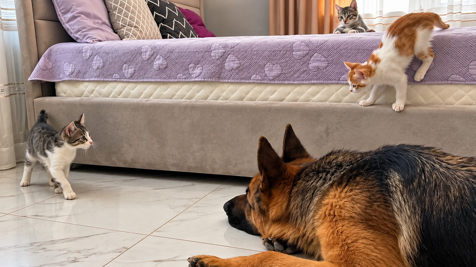 German shepherd gently follows curious kittens around