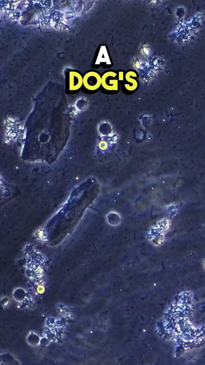 Dog saliva under the microscope