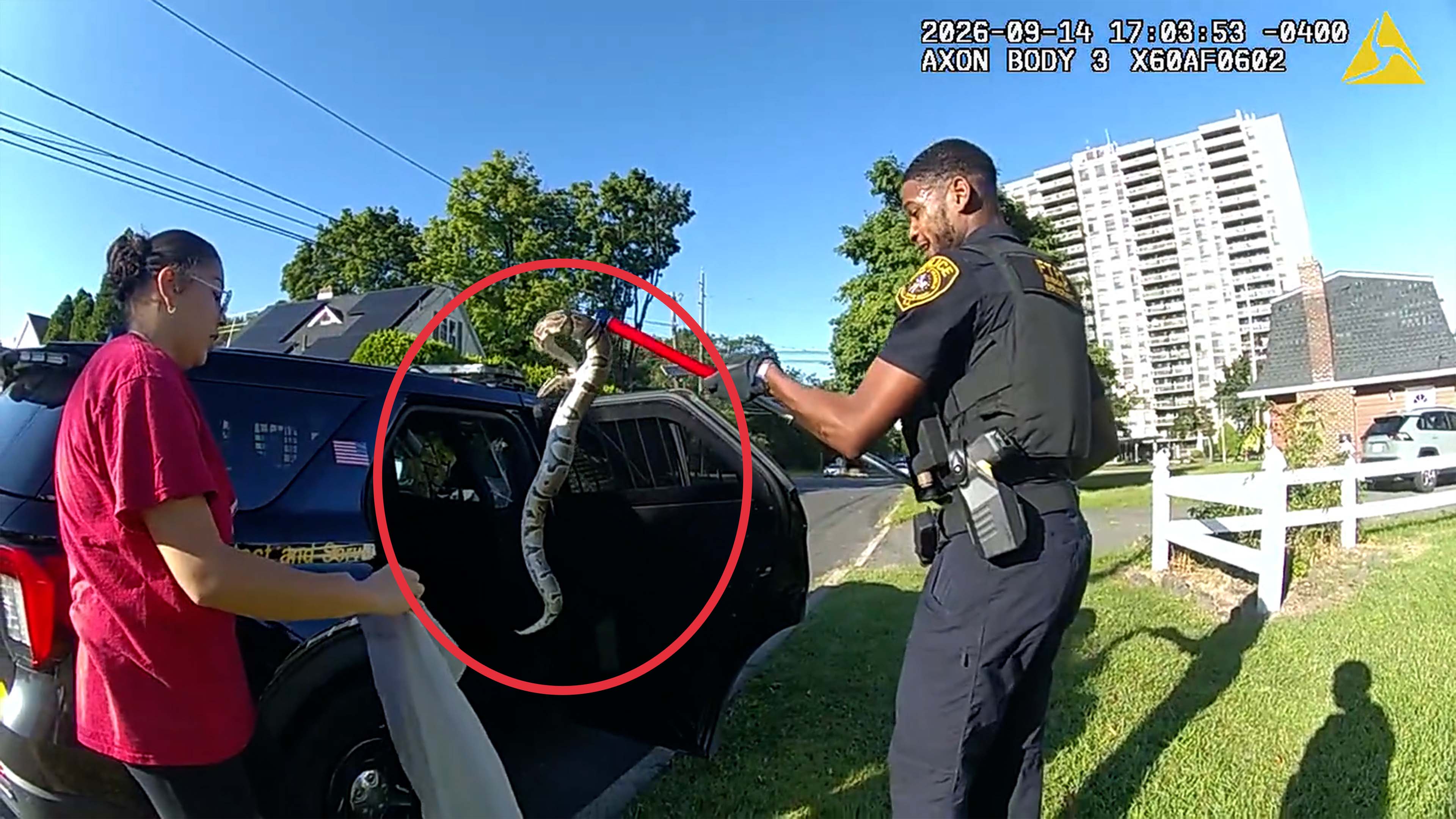 Police rescue python stuck in car grille in New Jersey