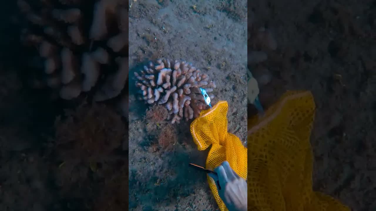 No scuba tank. No easy way out. Just 50 yards of line on the reef