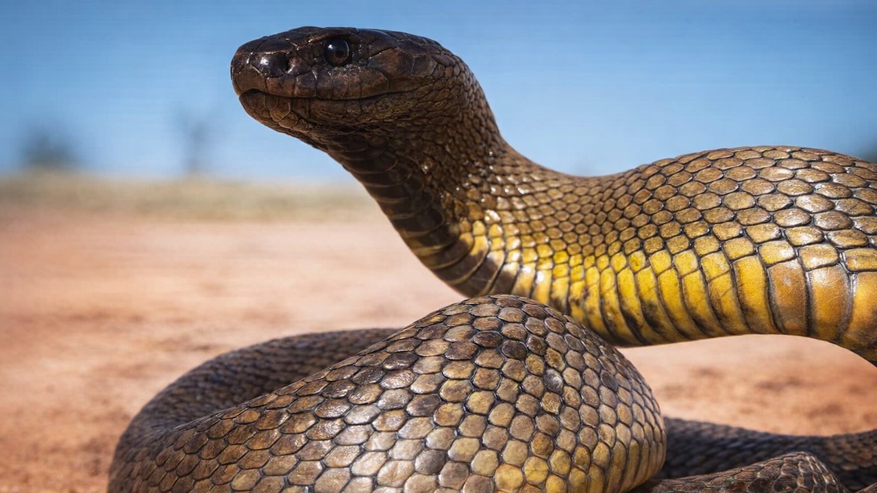 This snake can inject enough venom to kill over 100 humans in a single bite
