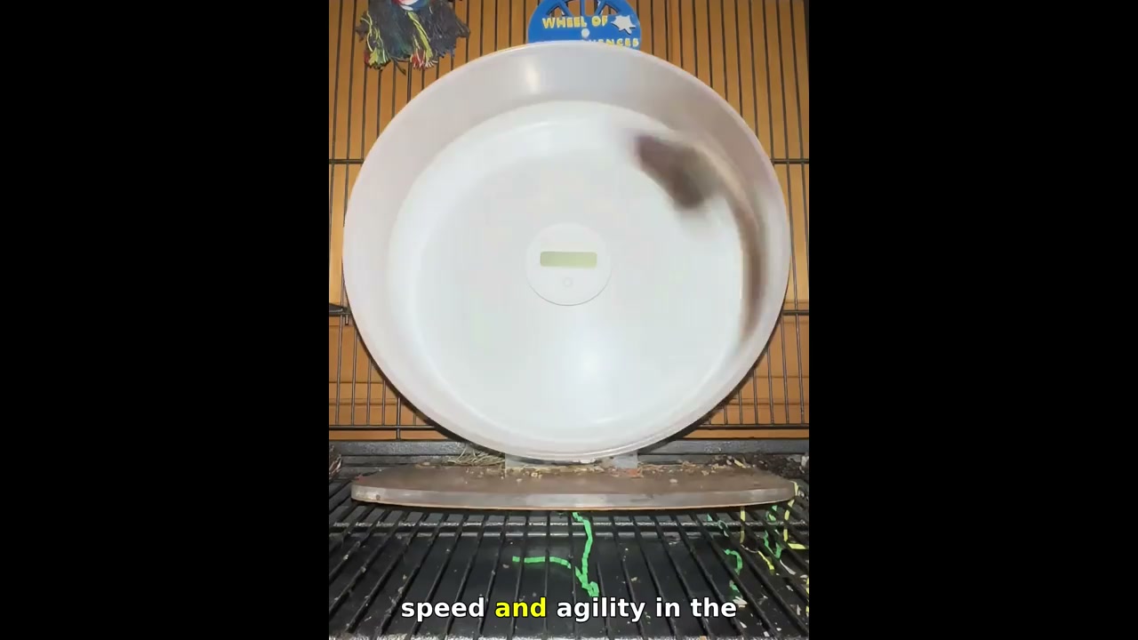 Flying squirrels take turns running on exercise wheel