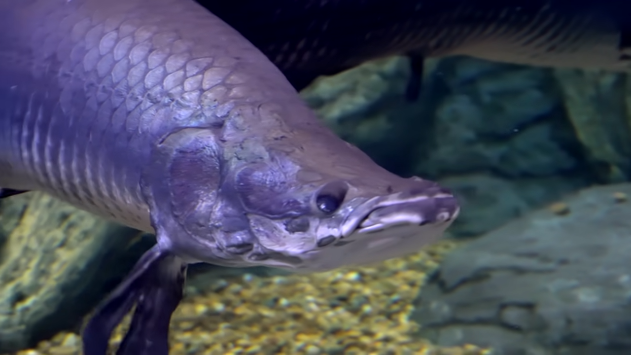 Scientists saw a fish making milk... they thought their eyes were wrong