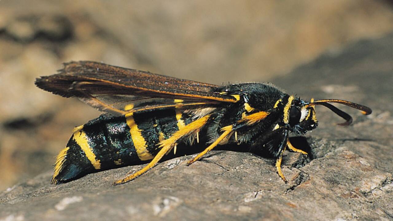 Instagram moth becomes new species: casual post uncovers clearwing from ...