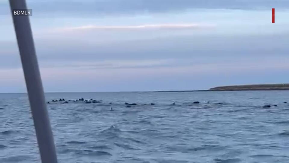 Pod of pilot whales saved by British Divers Marine Life Rescue