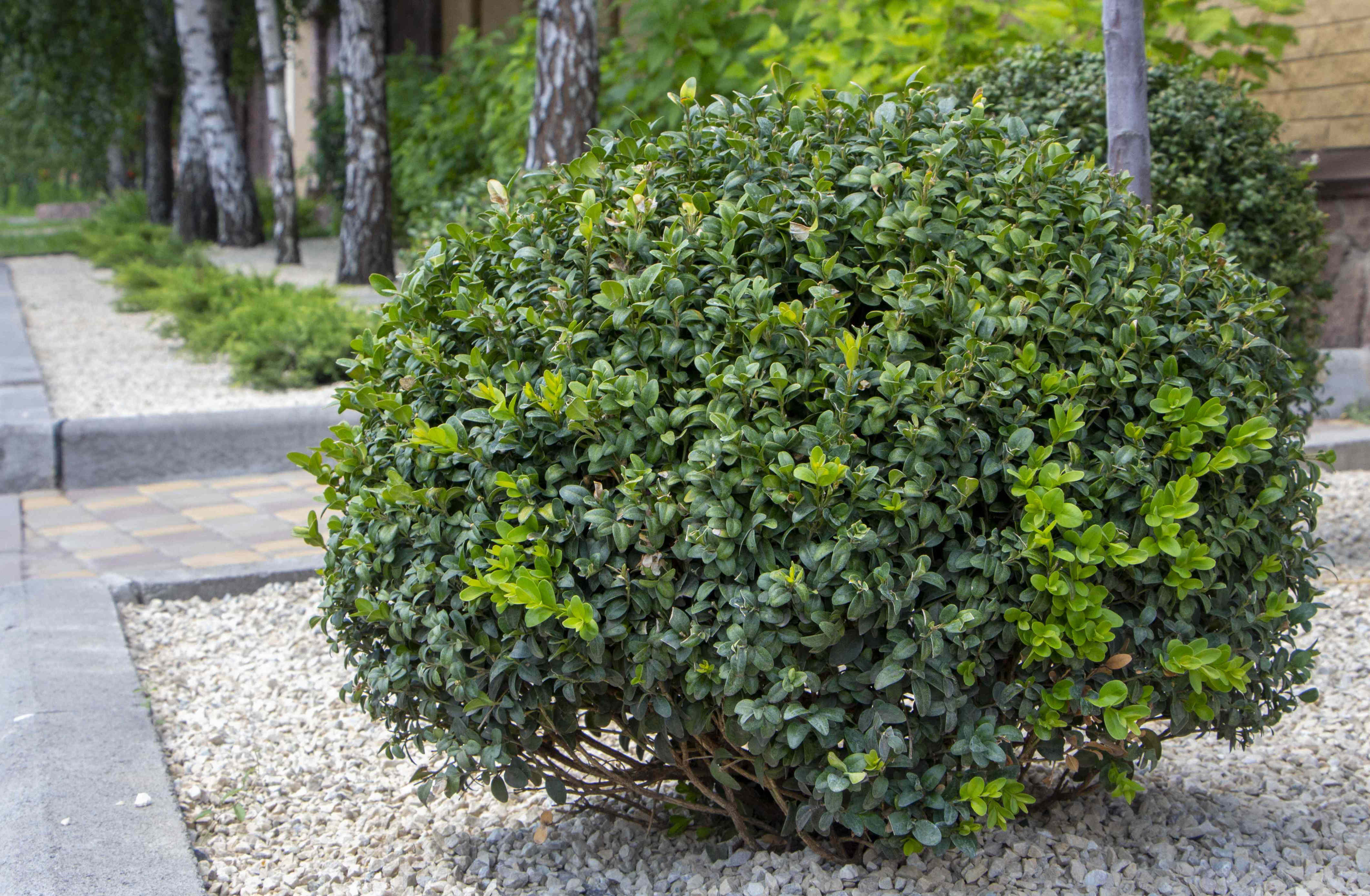 You can still plant these 6 evergreen shrubs this fall for beautiful ...