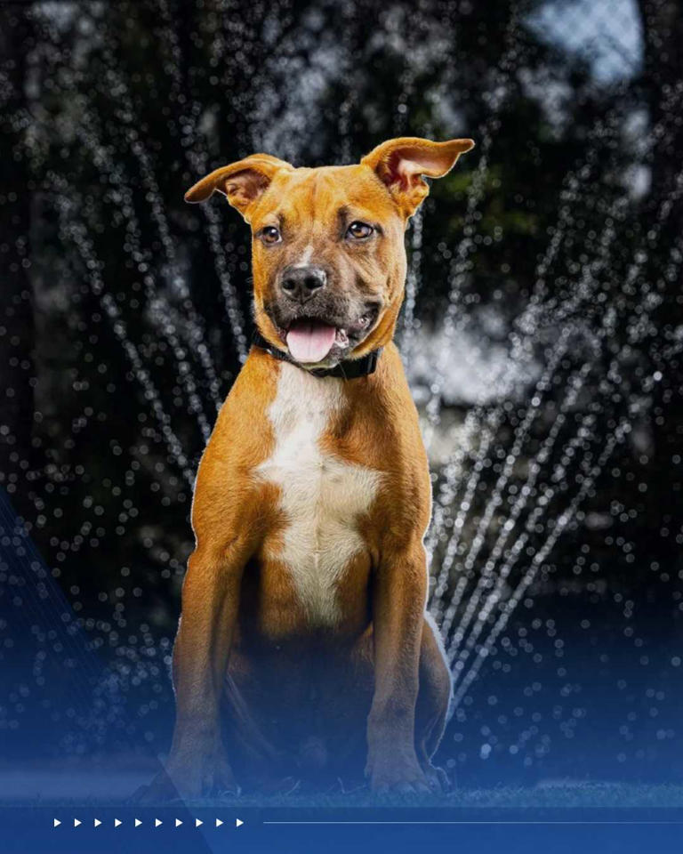 WPBF to the rescue: Helping animals find forever homes