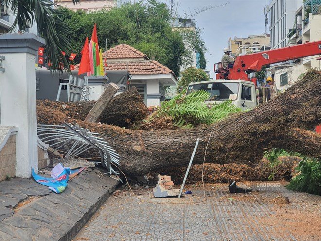TPHCM yêu cầu xử lý cây xanh có nguy cơ gãy đổ trong trường học