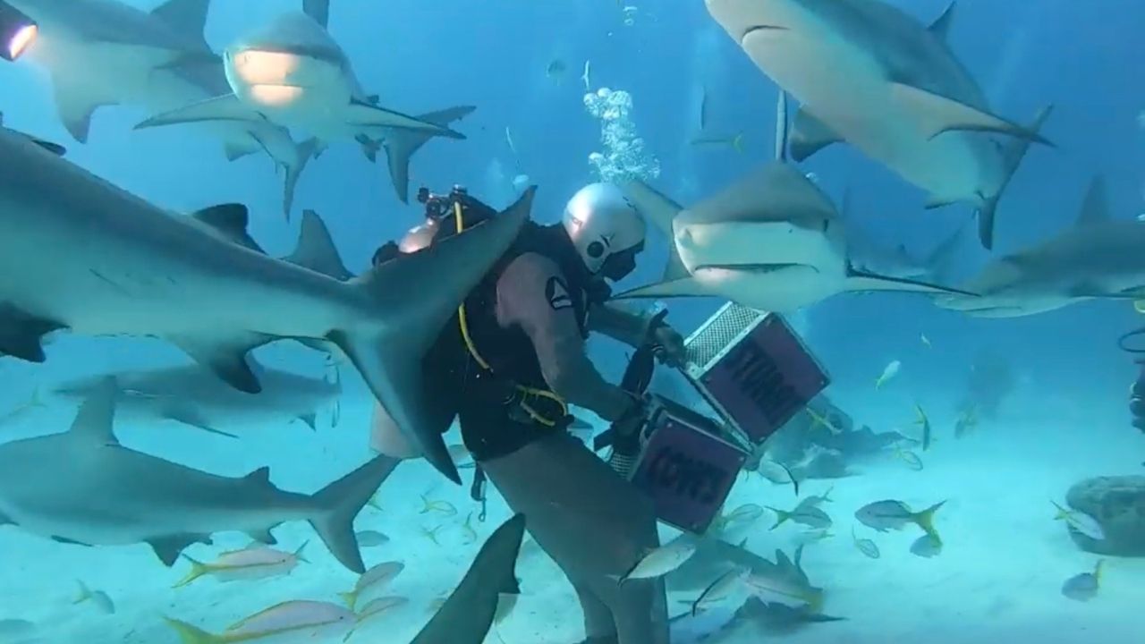 Divers surrounded by 50 feeding sharks | Wild-ish